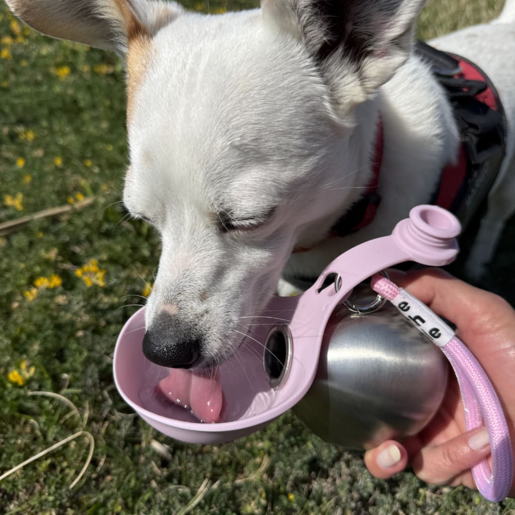 Portable Dog Water Bottle with Bowl